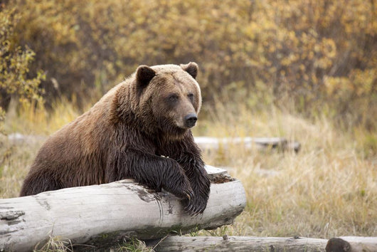 Captive Adult Brown Bear Rests On A Log Wall Mural