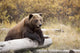 Captive Adult Brown Bear Rests On A Log Wall Mural