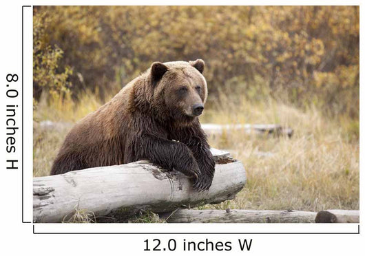 Captive Adult Brown Bear Rests On A Log Wall Mural