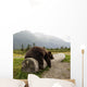 Captive Adult Brown Bear Rests On A Log Wall Mural