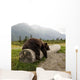 Captive Adult Brown Bear Rests On A Log Wall Mural