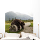 Captive Adult Brown Bear Rests On A Log Wall Mural