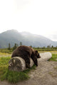 Captive Adult Brown Bear Rests On A Log Wall Mural