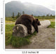 Captive Adult Brown Bear Rests On A Log Wall Mural