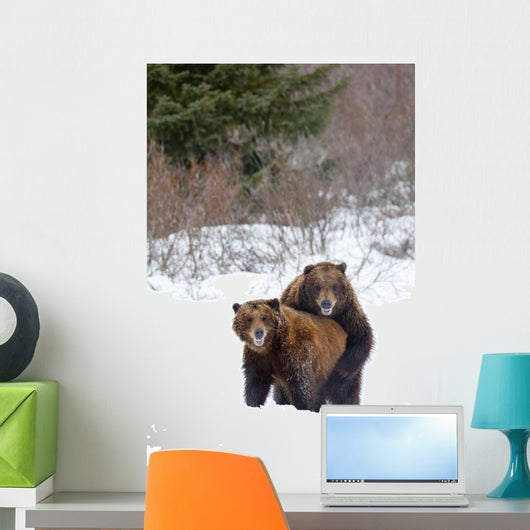 A Pair Of Brown Bears Assume A Mating Pose Wall Mural