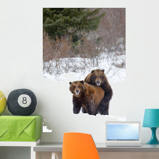 A Pair Of Brown Bears Assume A Mating Pose Wall Mural