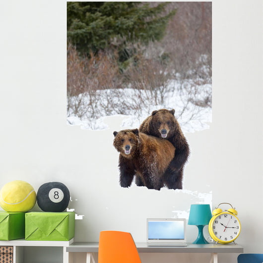 A Pair Of Brown Bears Assume A Mating Pose Wall Mural