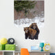 A Pair Of Brown Bears Assume A Mating Pose Wall Mural