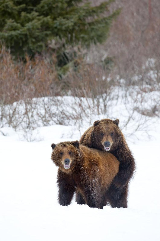 A Pair Of Brown Bears Assume A Mating Pose Wall Mural