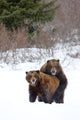 A Pair Of Brown Bears Assume A Mating Pose Wall Mural