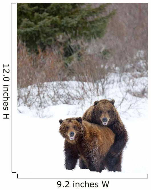 A Pair Of Brown Bears Assume A Mating Pose Wall Mural
