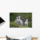 Three Adult Dall Sheep Ewes With One Lamb, Chugach Mountains, Alaska Wall Mural