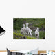 Three Adult Dall Sheep Ewes With One Lamb, Chugach Mountains, Alaska Wall Mural