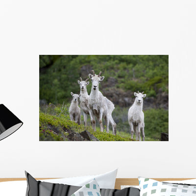 Three Adult Dall Sheep Wall Mural shown on a wall