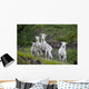 Three Adult Dall Sheep Ewes With One Lamb, Chugach Mountains, Alaska Wall Mural