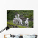 Three Adult Dall Sheep Ewes With One Lamb, Chugach Mountains, Alaska Wall Mural