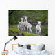 Three Adult Dall Sheep Ewes With One Lamb, Chugach Mountains, Alaska Wall Mural