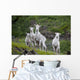 Three Adult Dall Sheep Ewes With One Lamb, Chugach Mountains, Alaska Wall Mural
