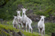 Three Adult Dall Sheep Ewes With One Lamb, Chugach Mountains, Alaska Wall Mural