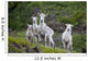 Three Adult Dall Sheep Ewes With One Lamb, Chugach Mountains, Alaska Wall Mural