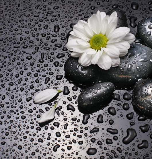 black stones and white flower Wall Mural