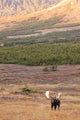 Large Bull Moose Standing Wall Mural