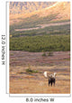 Large Bull Moose Standing Wall Mural