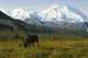 Two Caribou Feeding On Tundra With Mt Mckinley And Alaska Range Wall Mural