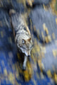Overhead View Of A Wolf Running With Motion Blur During Autumn Wall Mural