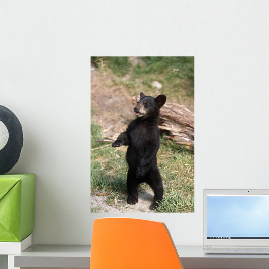 Young Black Bear Cub Wall Decal