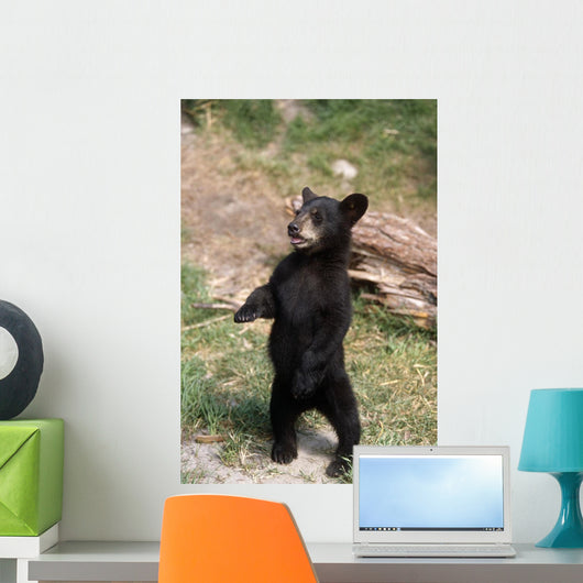 Young Black Bear Cub Wall Decal