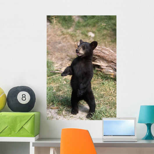 Young Black Bear Cub Wall Decal