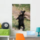 Young Black Bear Cub Wall Decal