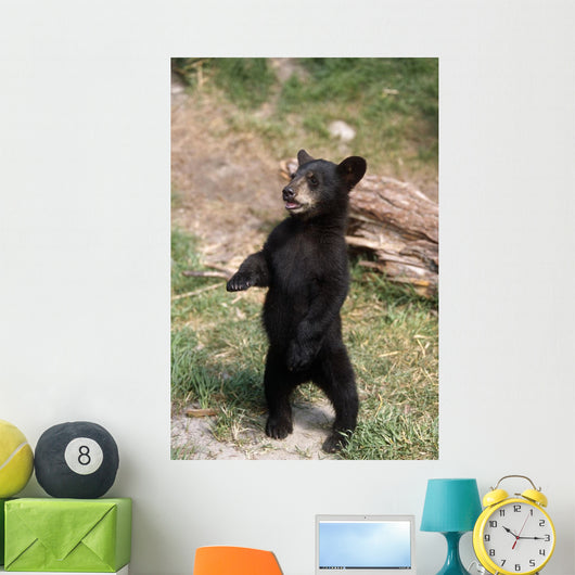 Young Black Bear Cub Wall Decal