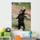 Young Black Bear Cub Wall Decal