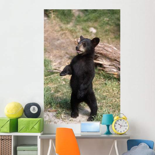 Young Black Bear Cub Wall Decal