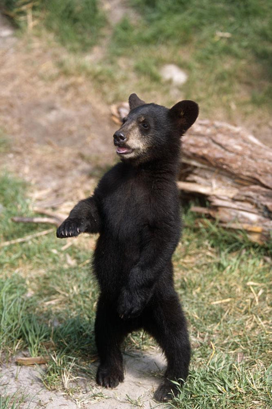 Young Black Bear Cub Wall Decal