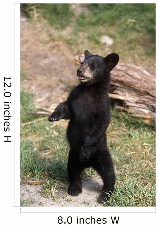 Young Black Bear Cub Wall Decal