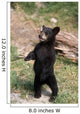 Young Black Bear Cub Wall Decal