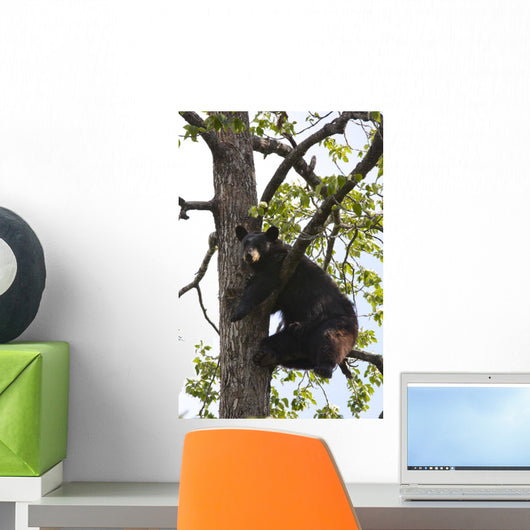 Captive Black Bear In A Cottonwood Tree Wall Mural