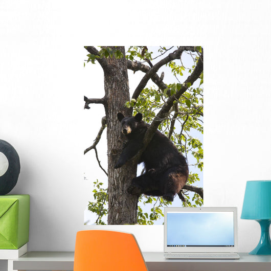 Captive Black Bear In A Cottonwood Tree Wall Mural