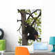 Captive Black Bear In A Cottonwood Tree Wall Mural