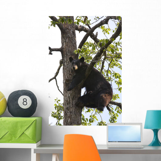 Captive Black Bear In A Cottonwood Tree Wall Mural