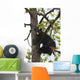 Captive Black Bear In A Cottonwood Tree Wall Mural