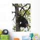 Captive Black Bear In A Cottonwood Tree Wall Mural