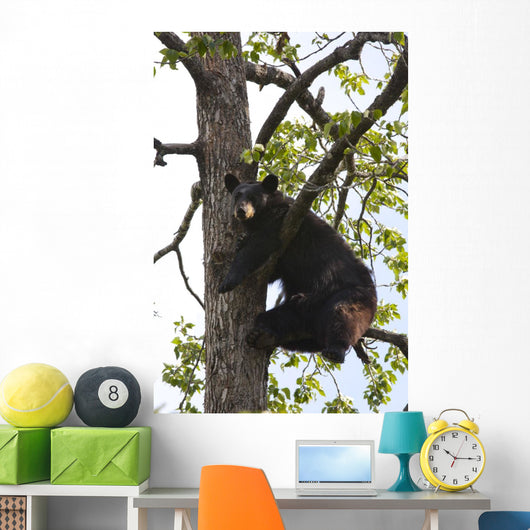 Captive Black Bear In A Cottonwood Tree Wall Mural