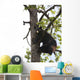 Captive Black Bear In A Cottonwood Tree Wall Mural