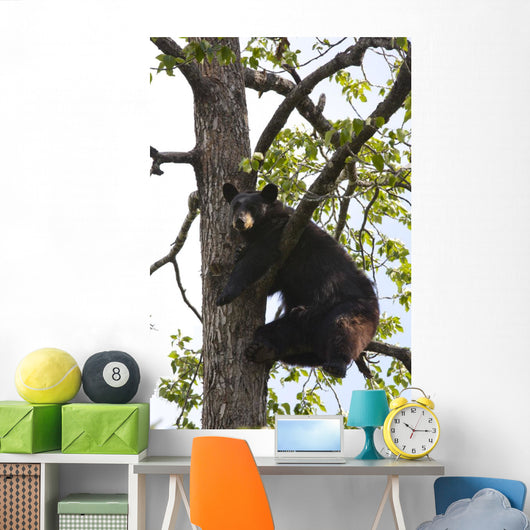 Captive Black Bear In A Cottonwood Tree Wall Mural