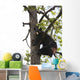 Captive Black Bear In A Cottonwood Tree Wall Mural