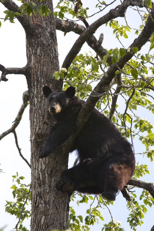 Captive Black Bear In A Cottonwood Tree Wall Mural